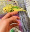 Finger of Hand near the beautiful Budgie
