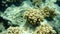 Finger-lobed soft coral (Sclerophytum leptoclados) close-up undersea, Red Sea