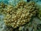 Finger-lobed soft coral (Sclerophytum leptoclados) undersea, Red Sea