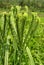 Finger millet bunches on the plant in a farm green field.