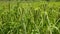 Finger millet bunches on the plant in a farm green field.