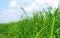 Finger millet plant farm green field with sky.
