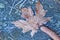 Finger pointing at frost-covered maple leaf