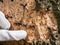 Finger pointing insect tunnels under bark. Forester shows maps bitten by larvae