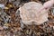 Finger pointing to huge parasol mushroom