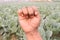 finger sign with cabbage farm for deaf