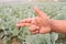 finger sign with cabbage farm for deaf