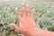 finger sign with cabbage farm for deaf