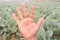 finger sign with cabbage farm for deaf