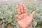 finger sign with cabbage farm for deaf