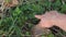 Finger touch sensitive plant and leaf closed on dirt ground