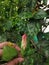 Finger touching a hibiscus buds and try to tear it