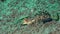 Fingered dragonet Dactylopus dactylopus on the sand in Zulu sea Dumaguete