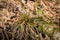 Fingered sedge or sormisara, Carex digitata. Woodland sedge
