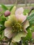 Fingerlakes garden flowering hellebore flower closeup