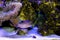 Fingerprint compressed toby puffer fish - Canthigaster compressa