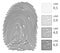 Fingerprint Vector Lines