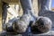 Fingers on the feet of Atlant`s statues that hold the ceiling of the New Hermitage, St. Petersburg, Russia