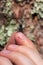 Fingers hold a barbel beetle. Insect pest that contributes to the destruction of weakened pine trees. Macro.