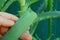 Fingers hold a long green leaf of aloe