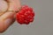 Fingers hold red small raspberry
