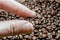 Fingers keep roasted coffee bean. macro close up