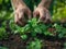 Fingers planting an herb garden