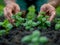 Fingers planting an herb garden