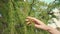 fingers touches on green needles on larch branch