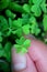 Fingers touching a four-leaf clover glowing among shamrocks with care