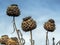 Finished cardoon flowers, Cynara cardunculus, against a blue sky