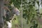 A finished nest of an Eurasian penduline tit Remiz pendulinus at the lakes of Linum Germany..