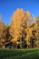 Finland: Autumn Idyll - Birches, Wood Shed, Wheat Field