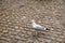 Finland. Bird on the pier in Helsinki. September 16, 2018