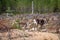 Finland. Deer with a GPS-collar. GPS beacon is used for deer registration and location information.