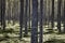 Finland forest detail at Pieni Karhunkierros trail. Autumn season