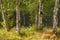 Finland landscape with birch forest and lake. Finnish background