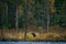 Finland wildlife. Wolverine in autumn forest lake habitat. Animal running in fall golden grass. Wolverine behaviour in habitat,