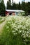 Finnish cottage and garden full of wild carrot