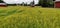 Finnish country landscape.  Beautiful colors in the cornfield, green and yellow.  The red buildings belong to the rural landscape.