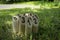 Finnish family outdoor throwing game called Molkky with numbered wooden pieces or skittles in the grass