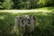 Finnish family outdoor throwing game called Molkky with numbered wooden pieces or skittles in the grass