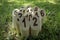 Finnish family outdoor throwing game called Molkky with numbered wooden pieces or skittles in the grass