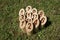 Finnish family outdoor throwing game called Molkky with numbered wooden pieces or skittles in the grass