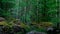 Finnish forest. Dense, impenetrable, green thicket of the forest. Large stone boulders overgrown with moss