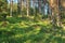 Finnish forest at summer