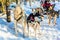 Finnish Husky Sled Dog in Lapland
