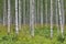 Finnish landscape with birch forest. Finland nature wilderness