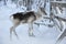 In Finnish Lapland, everywhere is covered with snow, baby deer are looking for food