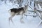 In Finnish Lapland, everywhere is covered with snow, baby deer are looking for food